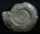 Large Inch Hildoceras Ammonite #4252-1